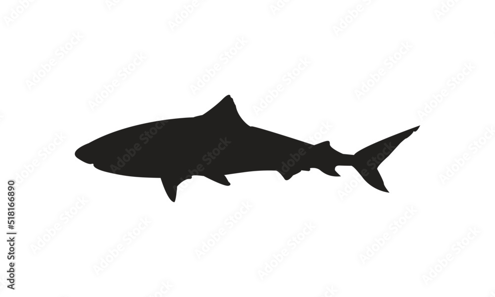 Obraz premium Shark Vector