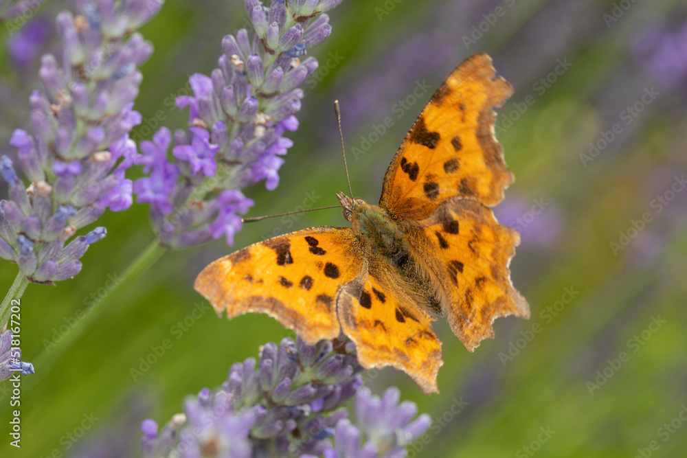 C-Falter auf Lavendel makro Schmetterling C-Falter auf Lavendel makro Schmetterling