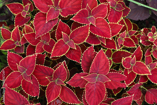 Red Leaves in the Garden, Beautifull Red leaf