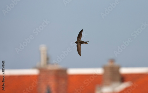 Gierzwaluw, Common Swift, Apus apus photo
