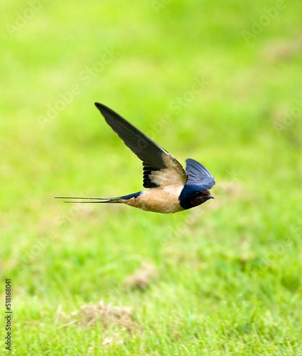 Barn Swallow, Boerenzwaluw, Hirundo rustica photo
