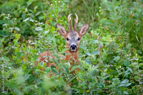 Chevreuil (Capreolus capreolus) portrait de brocard en été dans un sous bois.  Alpes. France