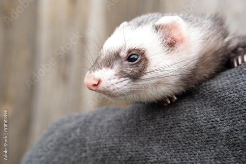 Domestic ferret playing in the garden. Cute pet outside of the house.