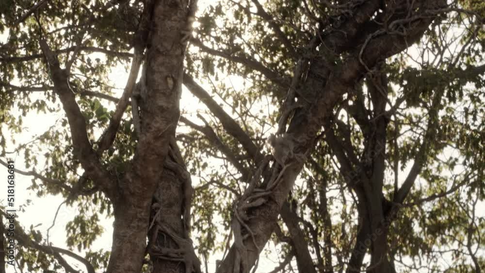 Solar glare falling into the lens through the branches of the tree, Beautiful sun glare. Relax. Solar glare falling into the lens through the branches of the tree, Beautiful sun glare. Relax.