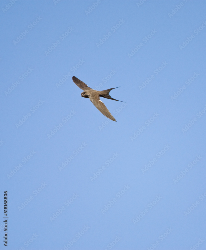 Afrikaanse Palmgierzwaluw, African Palm-swift, Cypsiurus parvus Afrikaanse Palmgierzwaluw, African Palm-swift, Cypsiurus parvus