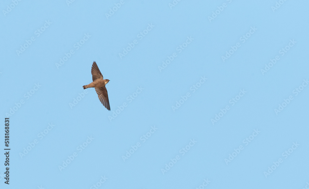 Obraz premium Eurasian Crag Martin, Rotszwaluw, Ptyonoprogne rupestris