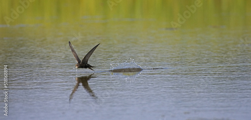 Common Swift, Gierzwaluw, Apus apus photo