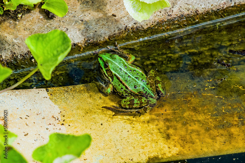 Canvas Print Green frog on the edge of the water reservoir in the rays of the summer sun