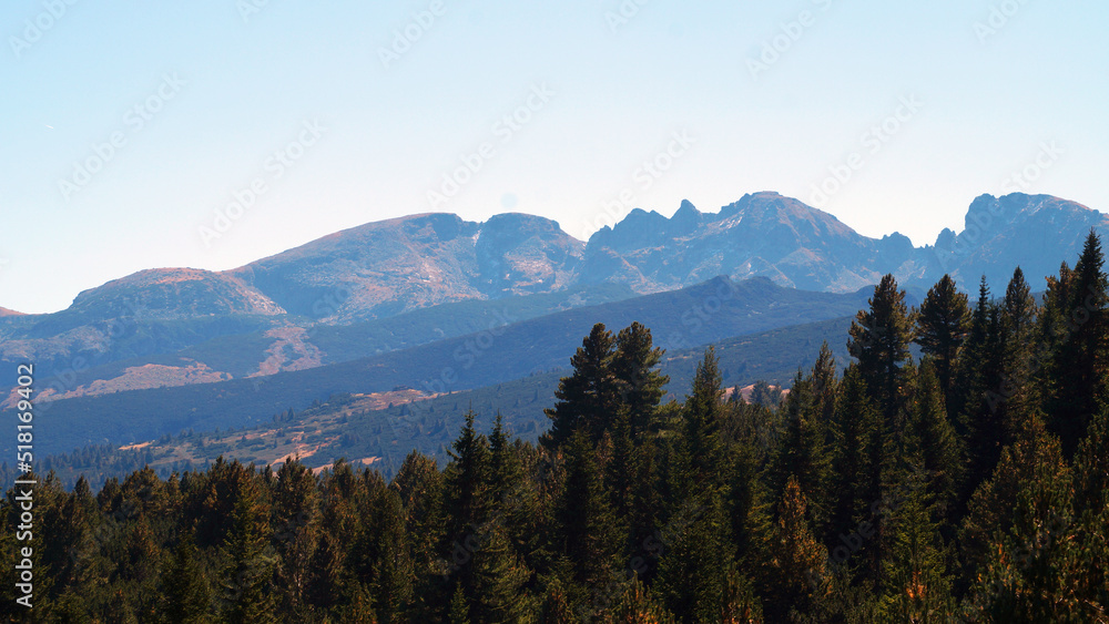 Fir-tops against the backdrop of the Rila Mountains Bulgaria