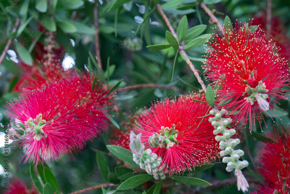 Callistemon Citrinus. Spring Garden. Very beautiful delicate flowering