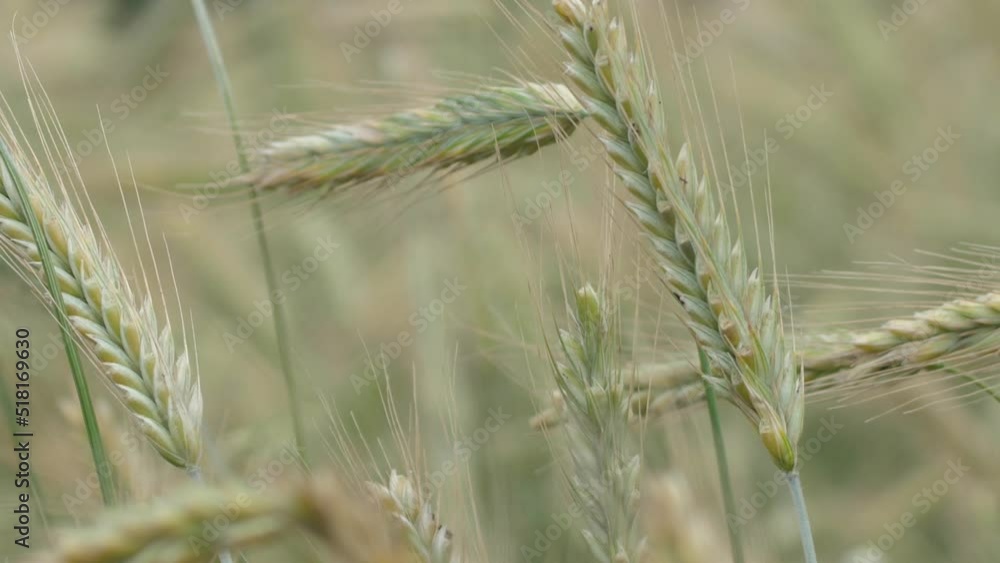 Wheat field ears of wheat swaying from the gentle wind. Rye agriculture harvesting agribusiness concept. large harvest of wheat. Golden ears are slowly swaying in the wind. Wheat field ears of wheat swaying from the gentle wind. Rye agriculture harvesting agribusiness concept. large harvest of wheat. Golden ears are slowly swaying in the wind.