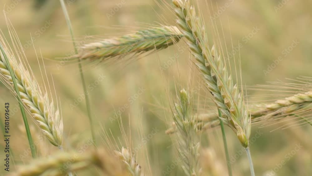 Wheat field ears of wheat swaying from the gentle wind. Rye agriculture harvesting agribusiness concept. large harvest of wheat. Golden ears are slowly swaying in the wind. Wheat field ears of wheat swaying from the gentle wind. Rye agriculture harvesting agribusiness concept. large harvest of wheat. Golden ears are slowly swaying in the wind.