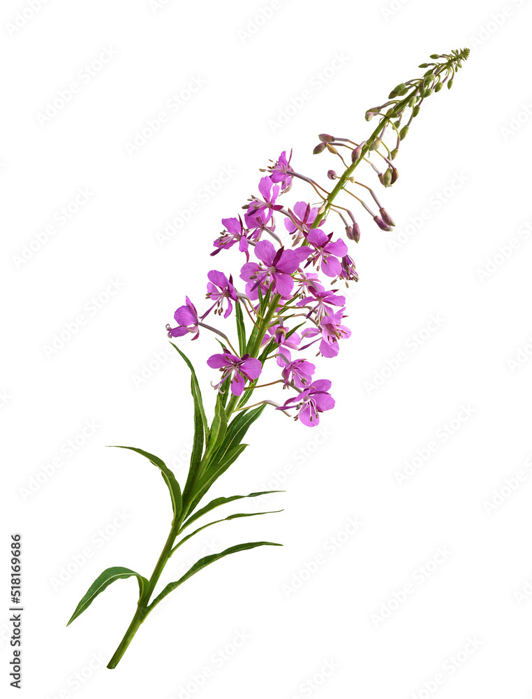Branch with pink epilobium flowers, buds and green leaves isolated