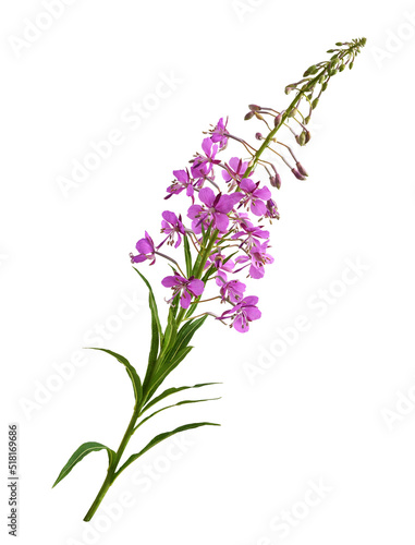 Branch with pink epilobium flowers  buds and green leaves isolated