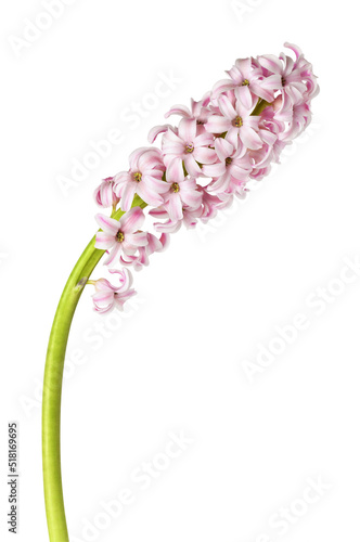 Pink hyacinth flower isolated