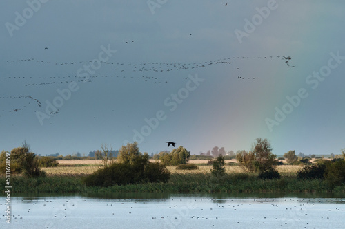 Trekkende vogels, Migrating birds photo