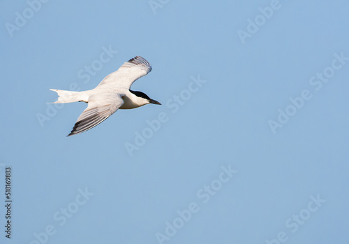 Gull-billed Tern  Gelochelidon nilotica