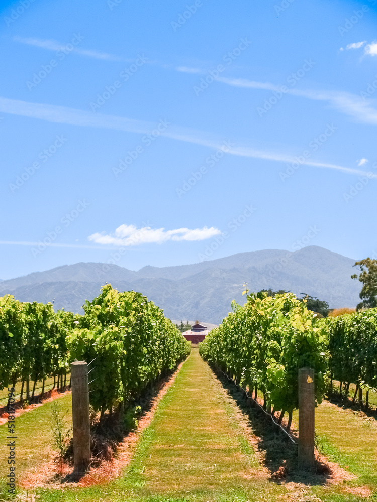 Fototapeta premium Vertical composition rows of grape vines leading towards distant hills under blue sky.