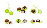 Raw chestnuts set. Edible chestnut or castanea sativa with spiny shell and nuts vector illustration