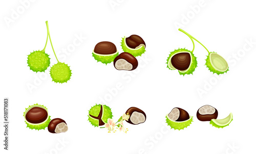 Raw chestnuts set. Edible chestnut or castanea sativa with spiny shell and nuts vector illustration