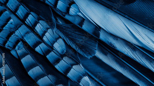 Fotografiet blue and black jay feathers. background or texture