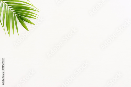 Image of tropical green palm over white wooden background