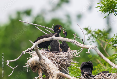 Double-crested Cormorant chicks in a nest attach their hooked bills onto the parent's bill in anticipation of a meal.
