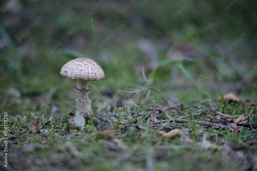 Toadstool (Amanita pantherina) mushroom in the forest. Beautiful and poisonous mushroom amanita pantherina Toadstool (Amanita pantherina) mushroom in the forest. Beautiful and poisonous mushroom amanita pantherina