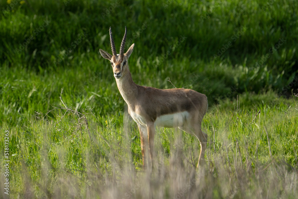 A Gazelle in Jerusalem, Israel A Gazelle in Jerusalem, Israel