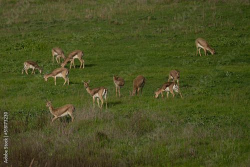 A Herd of Gazelles in Jerusalem  Israel