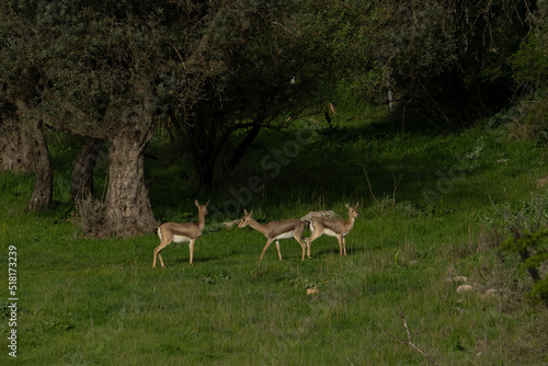 Fototapeta Naklejka Na Ścianę i Meble -  Three Gazelles in Jerusalem, Israel