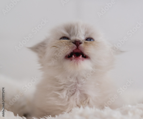 A beautiful little white fluffy kitten with blue eyes lies on carpet and screams. Baby teeth, palate, nose close-up. Selective focus