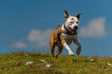 Pit bull terrier in mountains on green grass with white stones