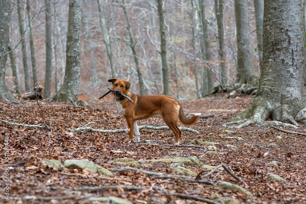 Naklejka premium A dog standing in a forest with a stick in its mouth, highlighting its adventurous spirit and the natural beauty of the woodland setting.