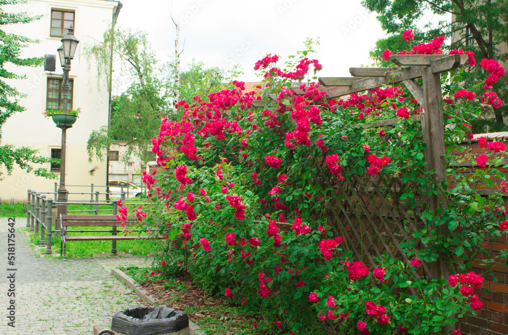 Fototapeta premium Scarlet rose buds. Beautiful flowers. Background. Texture.
