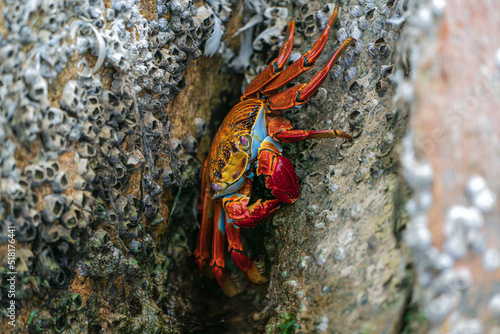 Red rock crab hiding in the crevices of the reef (Grapsus grapsus) photo