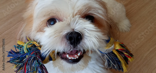 Dog breed Marvelus Dogs Cavachon. holding a toy photo