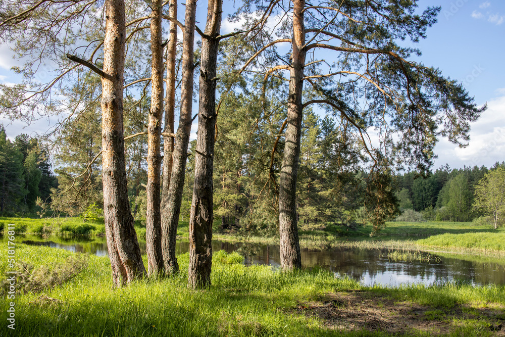 Bright sunny landscape near the river. The sun's rays illuminate the young greens.