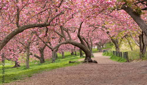 Spring in Central Park New York City. Blooming Kwanzan Cherry trees on Upper West Side of Manhattan. USA photo