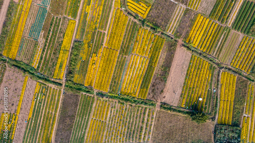 Chrysanthemum indicum field from aerial view photo