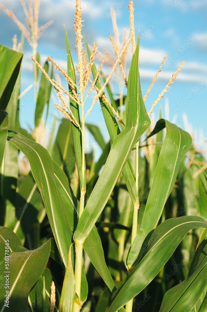 Fototapeta premium a field of green corn on the background of a blue sky, farming, cultivation of agricultural crops, cereals
