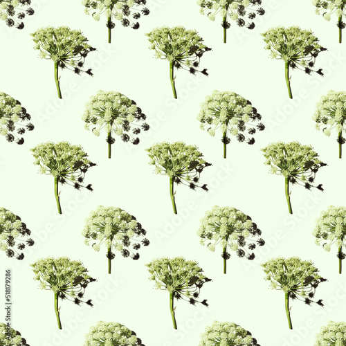 Nature umbrella flower of herb plant Dill or Heracleum  green color fon. Creative seamless pattern natural design  blooms of wild grass. Natural environment background  wallpaper  top view