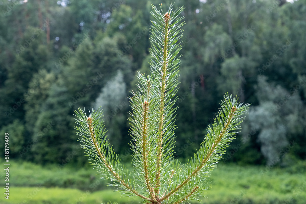 The top of a young pine tree on a summer day close-up