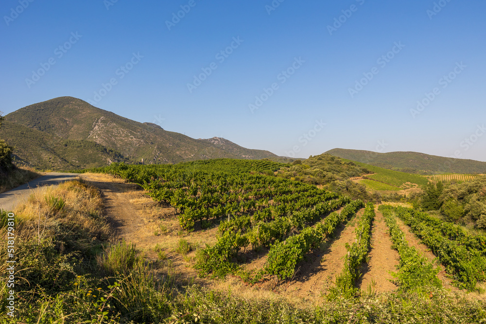 Naklejka premium Vue lors d'une fin de journée estivale sur les coteaux de vignes de Saint-Chinian à Roquebrun