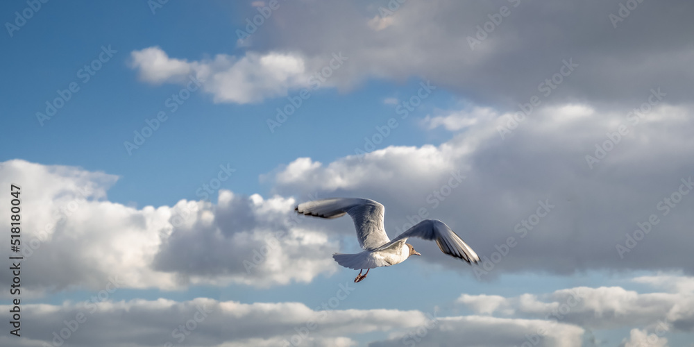 eine einsame weiße Möwe mit ausgebreiteten Flügeln fliegt de Wolken entgegen eine einsame weiße Möwe mit ausgebreiteten Flügeln fliegt de Wolken entgegen