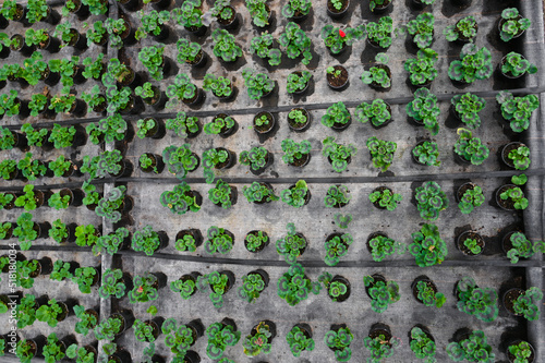 Cultivation of flowers in a greenhouse. Top vew of young plants in pots in greenhouse. Drip irrigation system