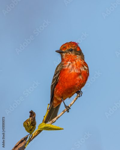 A red flycatcher perched on a tree branch