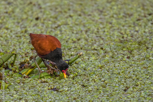 A small bird looking for food in the aquatic vegetation