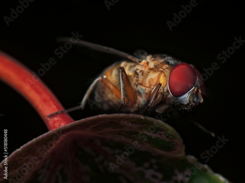 close-up of flies on leaf