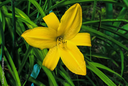 A yellow lily flower growing on the ground on a green background of leaves